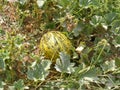 Pictures of melon in the field for commercials of fruit producers Royalty Free Stock Photo