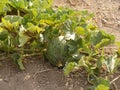 Pictures of melon in the field for commercials of fruit producers Royalty Free Stock Photo