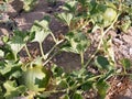 Pictures of melon in the field for commercials of fruit producers Royalty Free Stock Photo