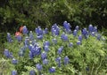 Bluebonnets and Indian Paintbrushes along the Bluebonnet Trail in Ennis, Texas.