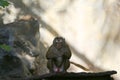 Pictures of monkeys at a zoo in Thailand,Asia.