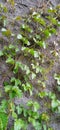 pictures of plants growing on the wall vines that are in the wild