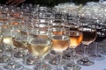 Many glasses of wine, of different colors, in row with a selective blur. Red, Rose and White wine are visible, from many varieties Royalty Free Stock Photo