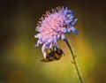 Pictures show a bumblebee on a flower, macro lens