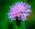 Pictures show a bumblebee on a flower, macro lens