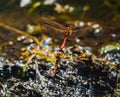 The pictures show red dragonflies flying close to each other on the lake Royalty Free Stock Photo