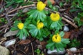 A field with winter aconites