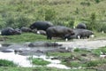 Hippos in water safari in Kenya