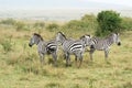 Zebra in the Savannah Safari in Kenya Royalty Free Stock Photo