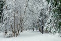 A picturesque alley in a snowy forest, a wide road