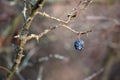 Picturesque autumn background with a blackthorn berry on a branch. Wrinkled berry of blackthorn on a bush on late fall