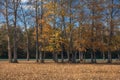 The picturesque autumn forest along the river against a bright blue sky Royalty Free Stock Photo