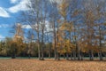 The picturesque autumn forest along the river against a bright blue sky Royalty Free Stock Photo