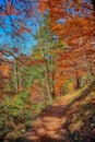 Picturesque autumn forest
