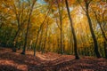Picturesque autumn forest scenery with colorful leaves