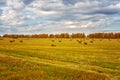 Picturesque autumn landscape with beveled field and straw bales. Royalty Free Stock Photo