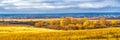 Picturesque autumn landscape in blue and yellow colors. Panoramic view from hill to lowland with grove and field in cloudy day.