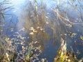 Autumn, birch trees are reflected in the water, yellow leaves float, old stump Royalty Free Stock Photo