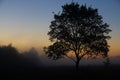 A picturesque autumn landscape, a lonely tree against the background of a misty dawn, on the river bank Royalty Free Stock Photo