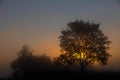 A picturesque autumn landscape, a lonely tree against the background of a misty dawn, on the river bank Royalty Free Stock Photo