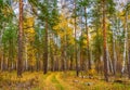 Picturesque autumn landscape with mixed forest and road in cloudy day. Pine and birch trees and trail covered with yellow leaves. Royalty Free Stock Photo