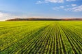 Picturesque autumn landscape with rows of young shoots of wheat growing in the field