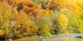 Picturesque autumn landscape. Yellow forest and mountain river. Wide photo Royalty Free Stock Photo