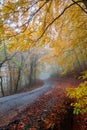 Misty autumn road Royalty Free Stock Photo