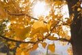 Picturesque autumn scene of golden sunbeams illuminating a vibrant autumn tree in a park