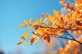 Picturesque autumn scene, tree leaves harmonize with the vast blue sky