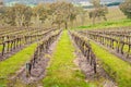 Wine valley in Adelaide Hills Royalty Free Stock Photo