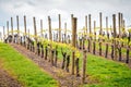 Wine valley in Adelaide Hills Royalty Free Stock Photo