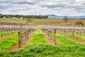 Wine valley in Adelaide Hills Royalty Free Stock Photo