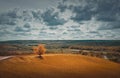 Picturesque autumnal landscape with beautiful yellow shades and a lone tree near the road across a field. Forestand and vineyards