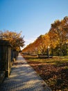 Picturesque autumnal park with a winding pathway lined with trees