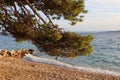 Picturesque beach on the seashore, a pine branch against the background of sand and turquoise water on a sunny summer evening, Royalty Free Stock Photo