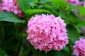 Picturesque beautiful delicate pink hydrangea flower blooms against a background of green leaves in spring. Blooming hortensia in Royalty Free Stock Photo
