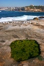 Idyllic and amazing seaside landscape of flat coast with rocks and algae water puddle in Clovelly, Sydney. Town on shore across. Royalty Free Stock Photo