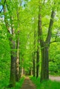 Picturesque beautiful view of the green alley in the park.