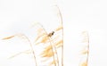 Picturesque Bird picture, a sparrow perches on dry gold Pampas grass with food in its mouth with white background