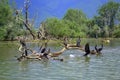 Picturesque birds in lake view