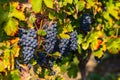 Picturesque blue grapes on vine with autumn leaves Royalty Free Stock Photo