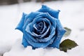 Picturesque Blue rose field in snow. Generate Ai Royalty Free Stock Photo