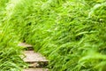 Picturesque of botanical garden with green fern along a wooden walkway Royalty Free Stock Photo