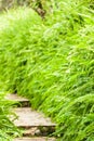 Picturesque of botanical garden with green fern along a wooden walkway Royalty Free Stock Photo