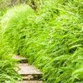 Picturesque of botanical garden with green fern along a wooden walkway Royalty Free Stock Photo