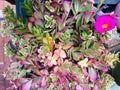 picturesque bouquet of colorful succulents