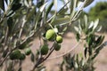 Close-up of a green olive on a branch of an olive tree, Croatia Royalty Free Stock Photo