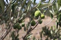 Green olives on a branch of an olive tree against a background of dry grass close-up, Croatia Royalty Free Stock Photo