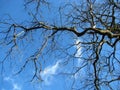 A picturesque branching black tree against a blue sky background